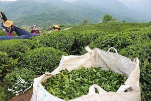 رئیس سازمان چای خبر داد: تخصیص اعتبار ۲ میلیاردی برای یارانه نهال چای