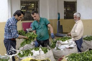 خرید تضمینی بیش از ۱۴ هزار تن برگ سبز چای