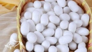 آغاز نخستین برداشت پیله‌ تر ابریشم گیلان