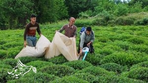 مهلت ۸ روزه برای بیمه باغ‌های چای گیلان و مازندران